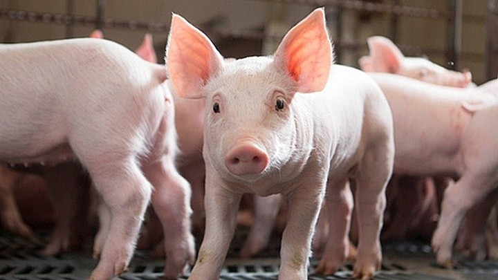 Giá lợn hơi ngày 12/7: Không còn giá dưới 60.000 đồng