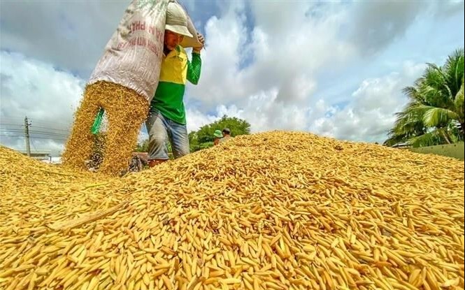 Gạo, cà phê và ngành bán dẫn Việt Nam đứng trước "cơn bão" El Nino