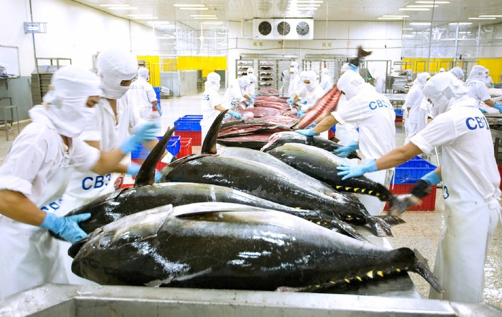 Xuất khẩu cá ngừ sang EU tăng 28%