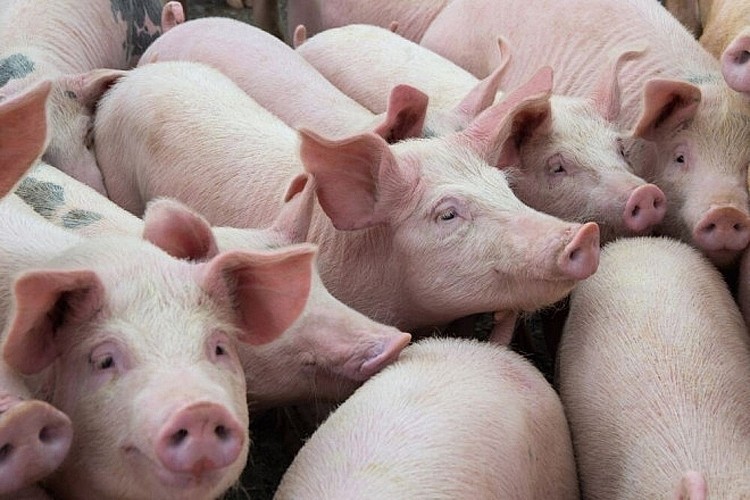 Giá lợn hơi ngày 20/7: Tiếp tục giảm tại một vài tỉnh
