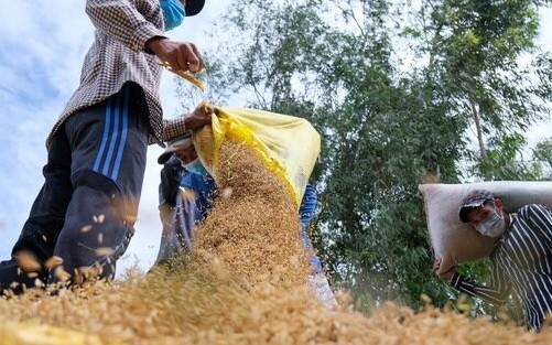 Lệnh cấm xuất khẩu gạo của Ấn Độ có thể khiến giá gạo cao nhất thập kỷ