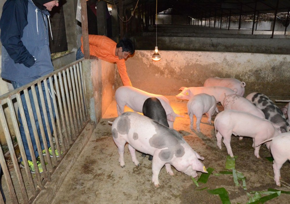 Thịt lợn được cung ứng bởi các nông hộ có thể đảm bảo an toàn thực phẩm