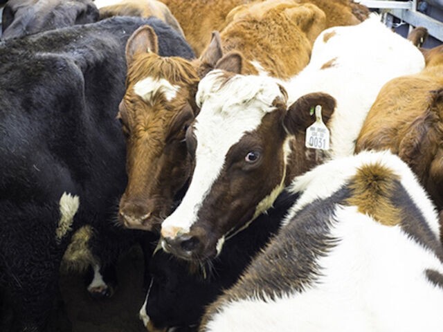 Vinamilk nhập 220 con bò sữa organic về Việt Nam