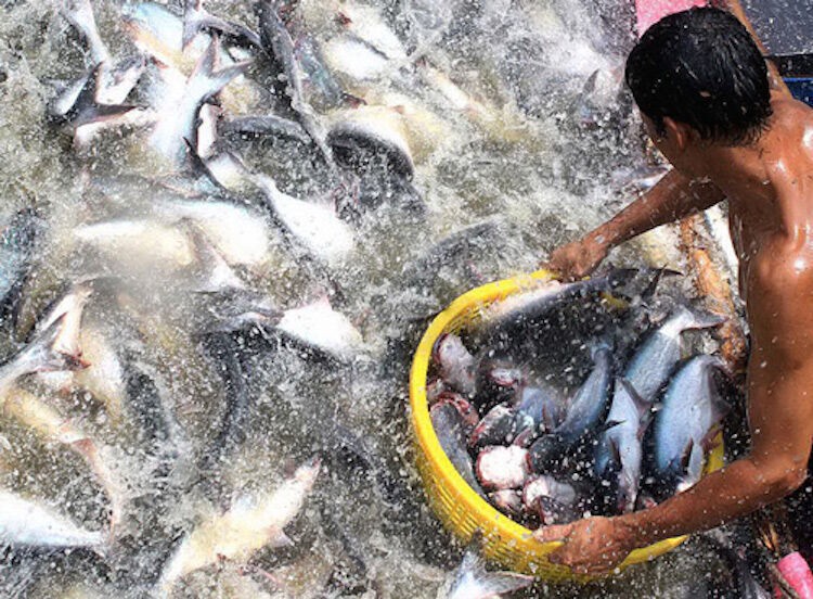 Danh sách 139 doanh nghiệp bị thu hồi sản phẩm phục vụ nuôi trồng thủy sản