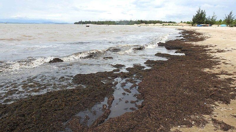 Quảng Bình: Hàng trăm mét rong biển trên khô