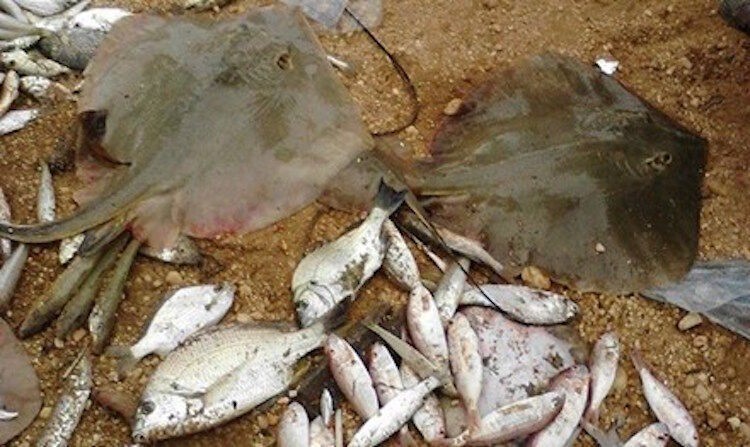 Thêm những mẫu hải sản nhiễm độc