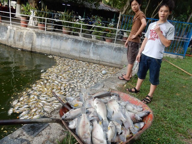 Đà Nẵng: Cá chết hàng loạt chưa rõ nguyên nhân tại công viên 23 – 9