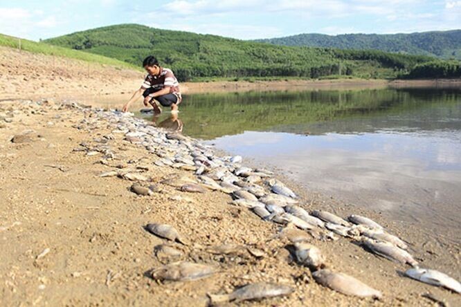 Quảng Nam: Cá chết dày đặc ở hồ Phước Hà