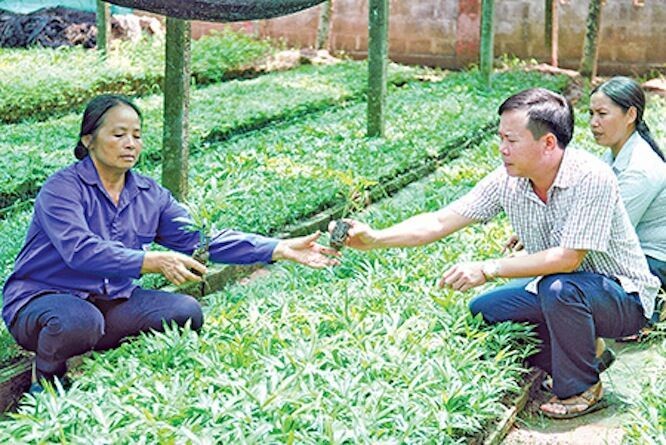 Cựu chiến binh Nguyễn Hữu Khích góp sức xây dựng quê hương