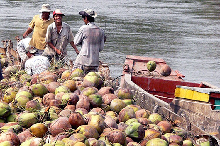 Trung Quốc ồ ạt mua dừa, nhà máy ngưng hoạt động