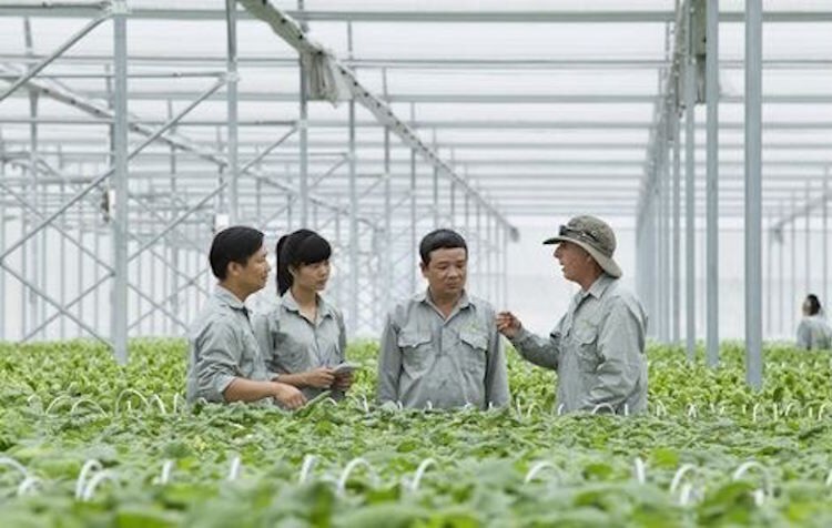 Vingroup liên kết với 1000 Hợp tác xã cung ứng nông sản sạch