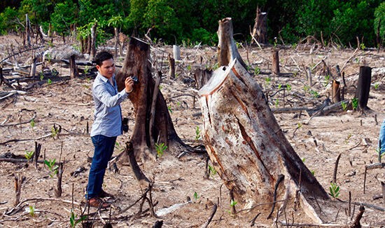 Hàng chục ha rừng phòng hộ bị chặt phá