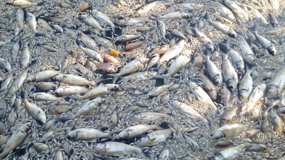 Cập nhật vụ cá chết tại Hồ Tây ngày 3/10: Rất nhiều cá to chết nổi trắng hồ