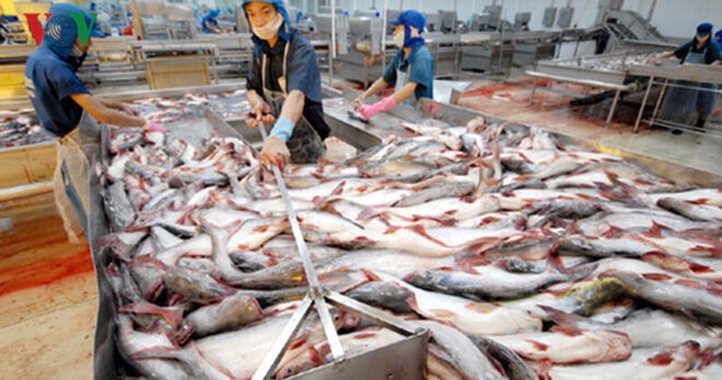 Thận trọng khi tăng diện tích nuôi cá tra