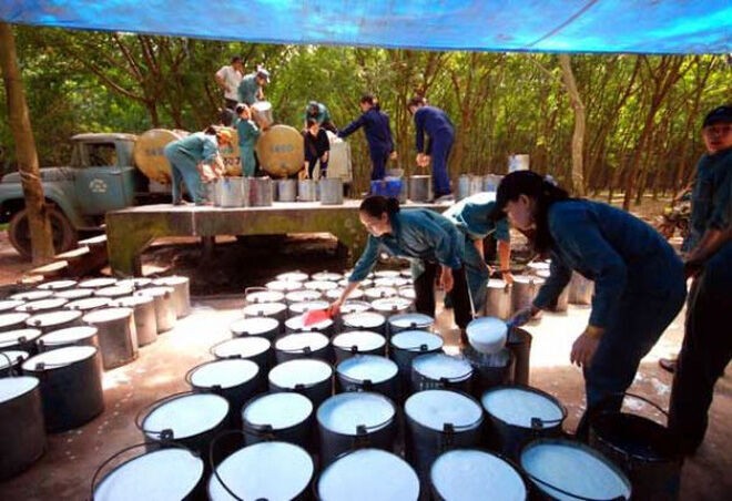 "Ăn theo" giá dầu mỏ, giá cao su xuất khẩu tăng 70%