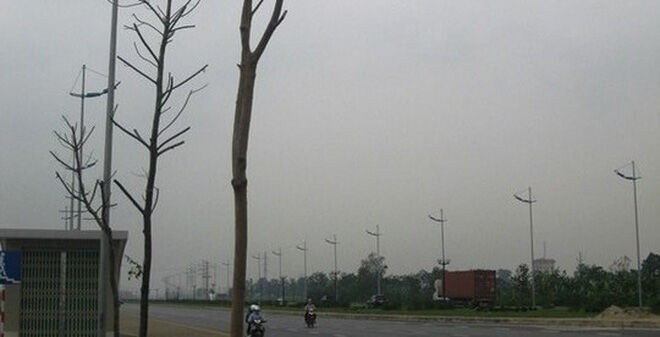 Hà Nội "cấm cửa" DN trồng cây chết khô trên đường Nguyễn Xiển
