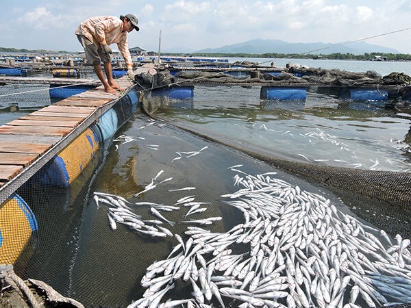 11 doanh nghiệp xả thải gây cá chết phải bồi thường hơn 13 tỷ đồng
