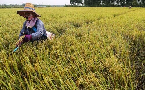 Thái Lan xem xét giảm diện tích trồng lúa trong vòng 20 năm