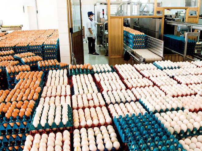 Hàn Quốc miễn thuế nhập khẩu trứng gia cầm