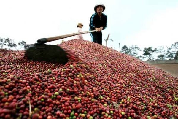 Lần đầu tiên trong lịch sử Việt Nam sẽ xuất cà phê vối sang Brazil