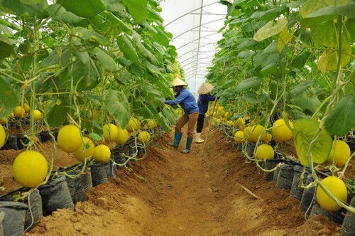 Đầu tư nông nghiệp ra nước ngoài: "Doanh nghiệp không thế ngây thơ”