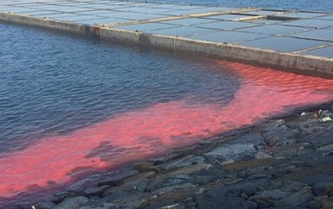 Xuất hiện dải nước đỏ dài 50m ở cảng Vũng Áng