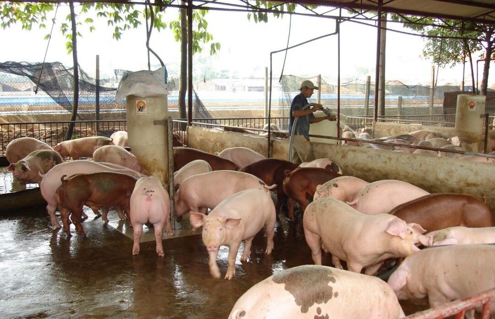 "Giải cứu" thịt lợn bằng điều kiện kinh doanh?