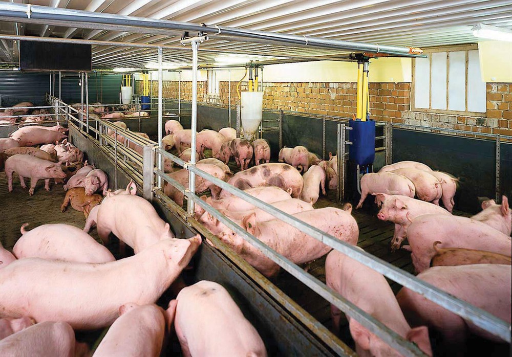 “Giải cứu” thịt lợn, lại trông vào thị trường Trung Quốc?