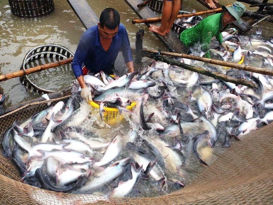 Điều kiện nuôi, xuất khẩu sản phẩm cá Tra