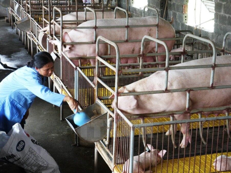 Gia hạn nợ cho khách hàng vay vốn chăn nuôi lợn