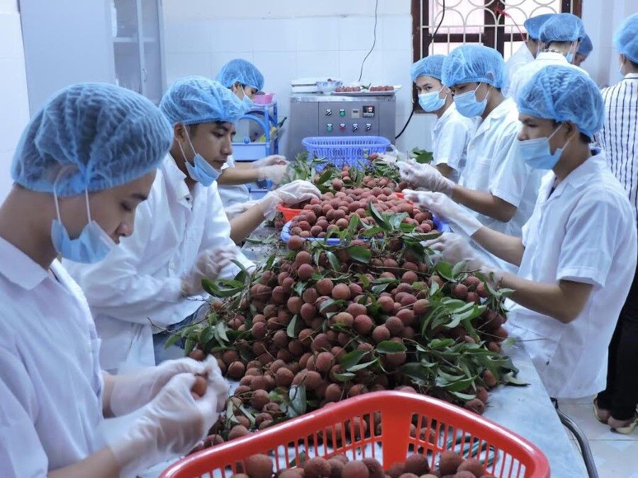Cảnh báo doanh nghiệp nhập khẩu trái cây có dấu hiệu lừa đảo của UAE
