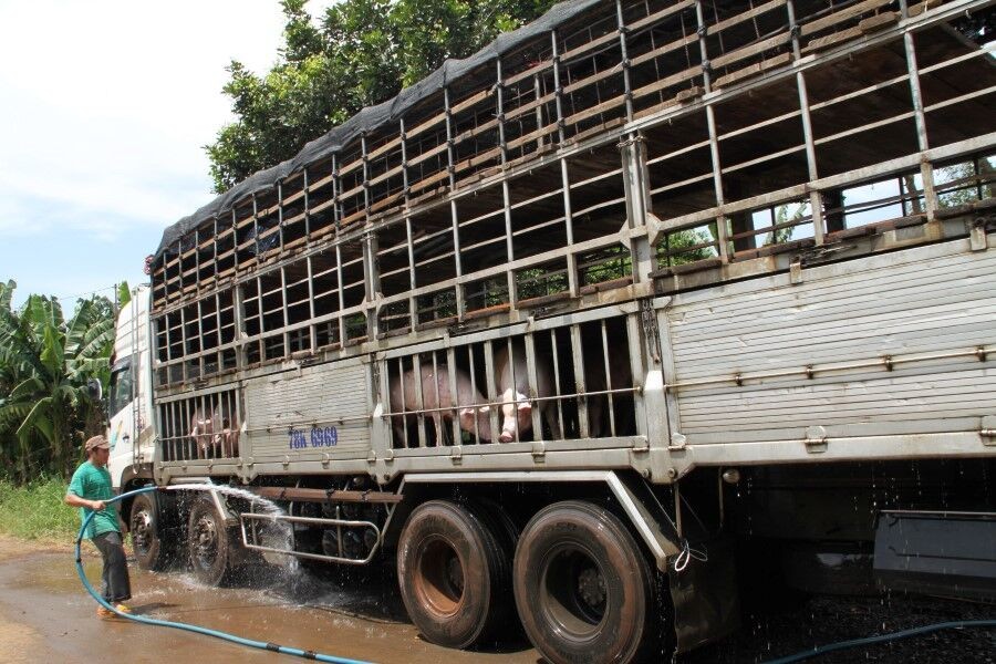 Trung Quốc đồng ý mở cửa thị trường thịt lợn cho Việt Nam