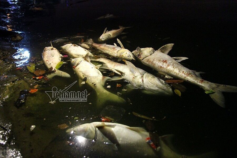 Chủ tịch quận Đống Đa: Cá chết hồ Hoàng Cầu do thời tiết