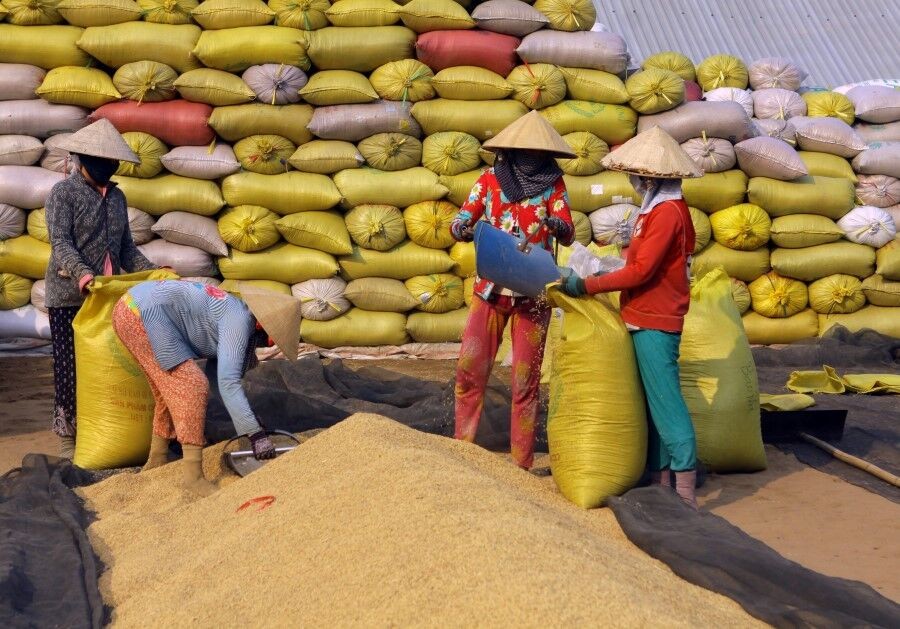 Philippines đấu thầu 250.000 tấn gạo: Cơ hội nào cho gạo Việt?