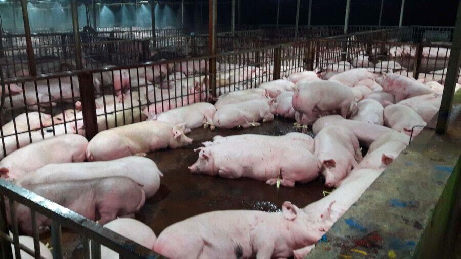 Ăn thịt lợn có thuốc an thần, bộ phận nào trên cơ thể chịu tác hại nặng nhất?