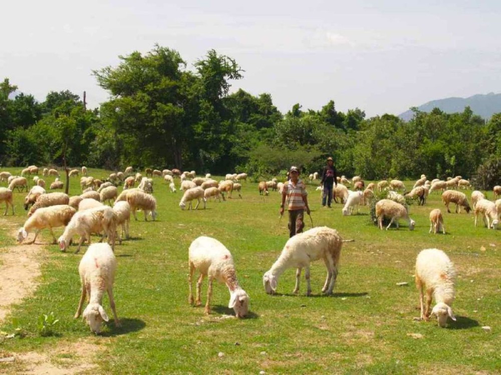 Quy hoạch chăn nuôi tập trung: “Vỡ trận” vì giá đất