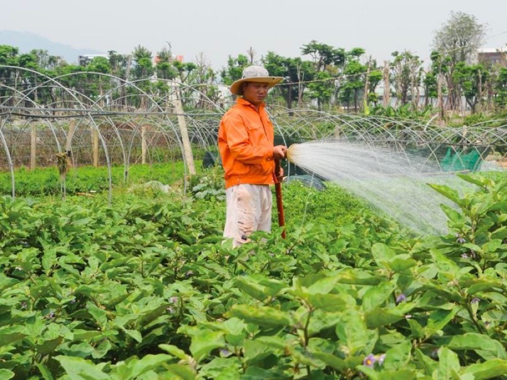Đà Nẵng: Doanh nghiệp "thèm" đất sạch để làm dự án nông nghiệp công nghệ cao