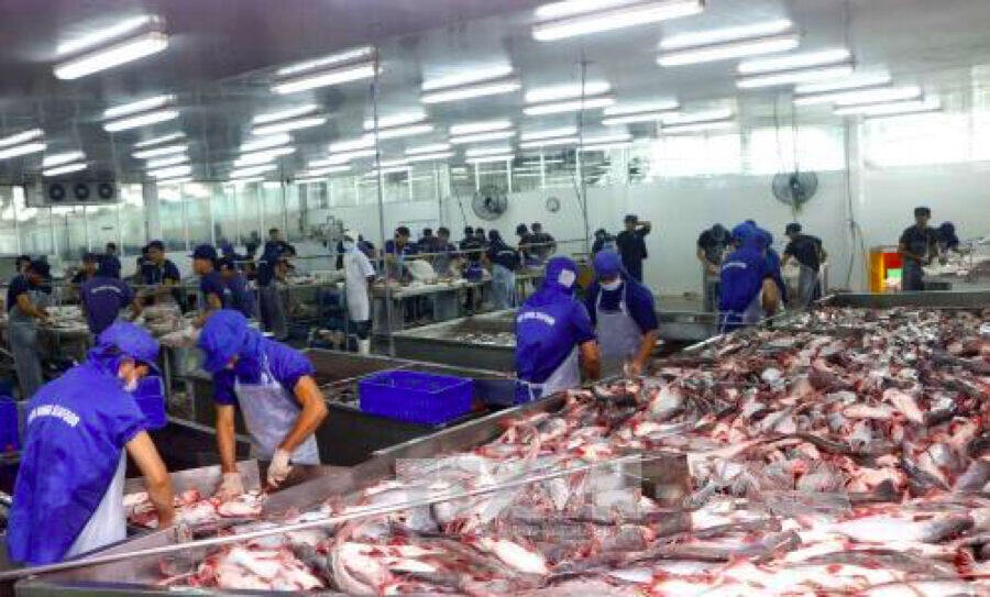 Hoa Kỳ lại nâng mức thuế chống bán phá giá cá tra của Việt Nam