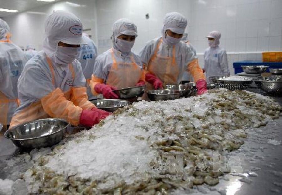 Ngành tôm xuất khẩu Việt Nam có nguy cơ lỡ mất thị trường 800 triệu USD