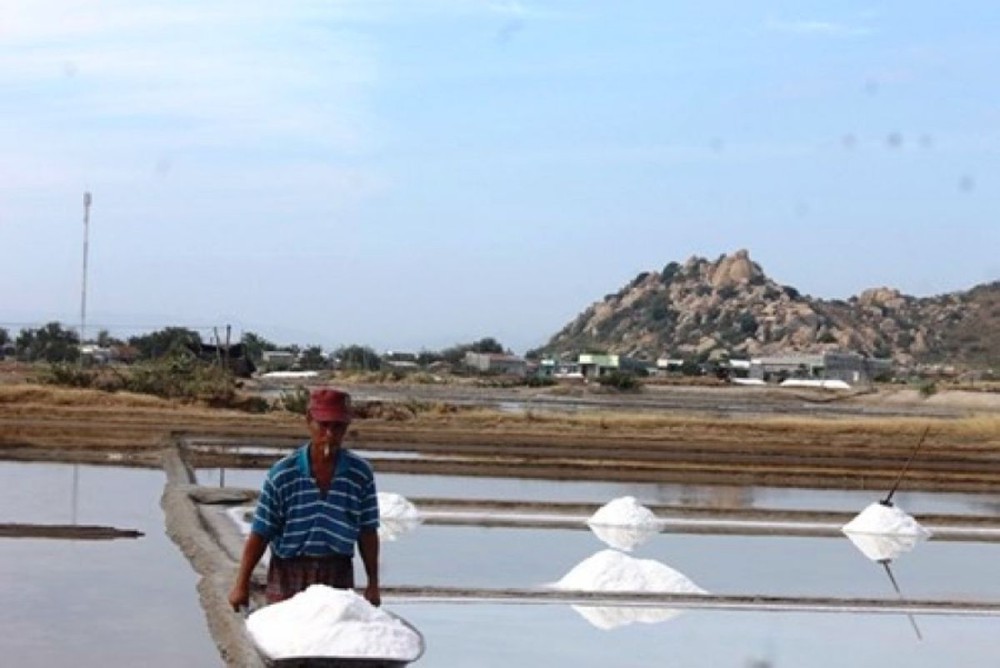 Diêm dân Ninh Thuận trúng vụ muối đầu năm