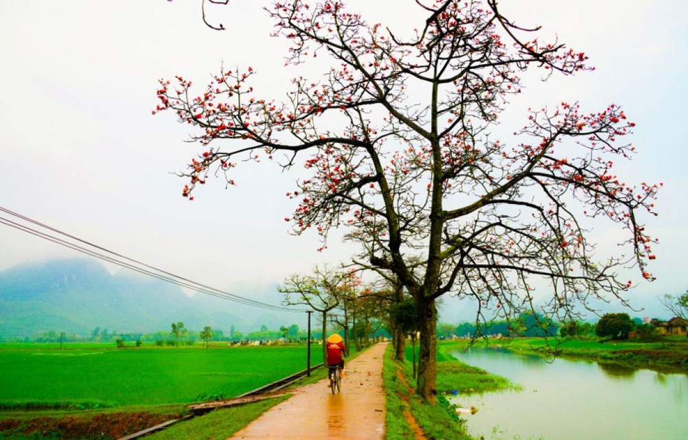 Hoa gạo đẹp mê hồn trong ảnh của "Trùm săn hoa gạo" Trần Xuân Thiều