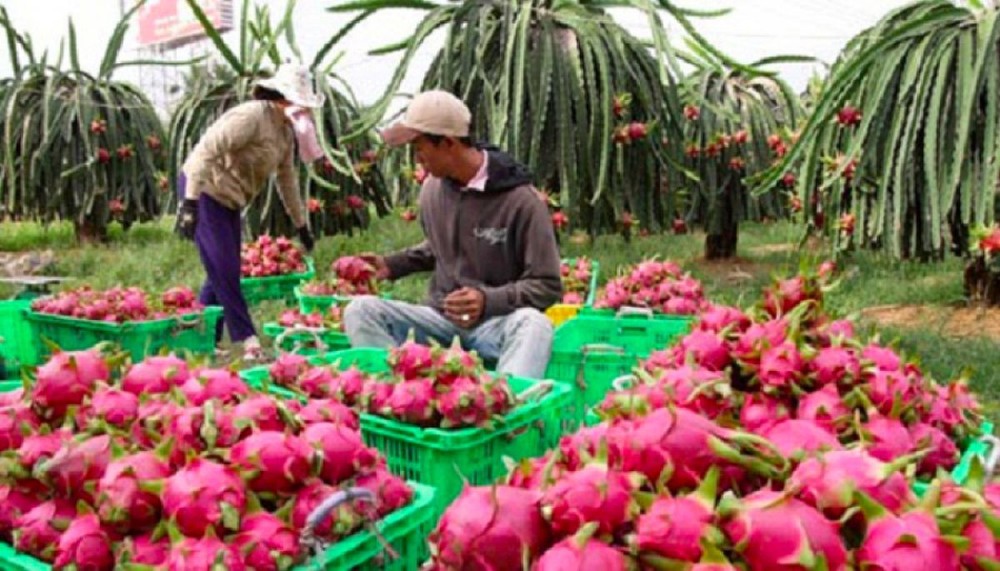 Ngành rau quả Việt Nam xuất siêu 452 triệu USD