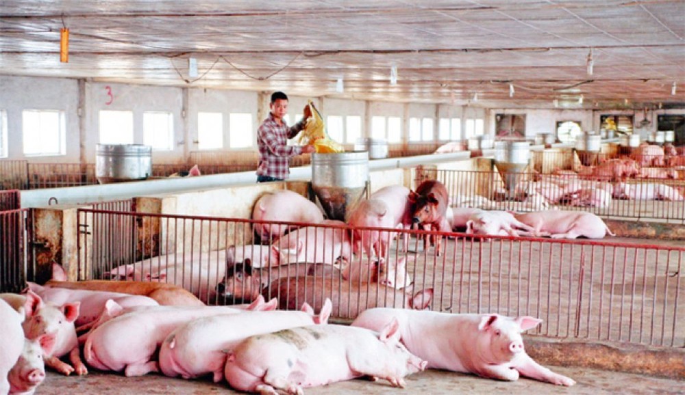 Lợn Trung Quốc tràn sang Việt Nam, cách quản lý đang “có vấn đề”