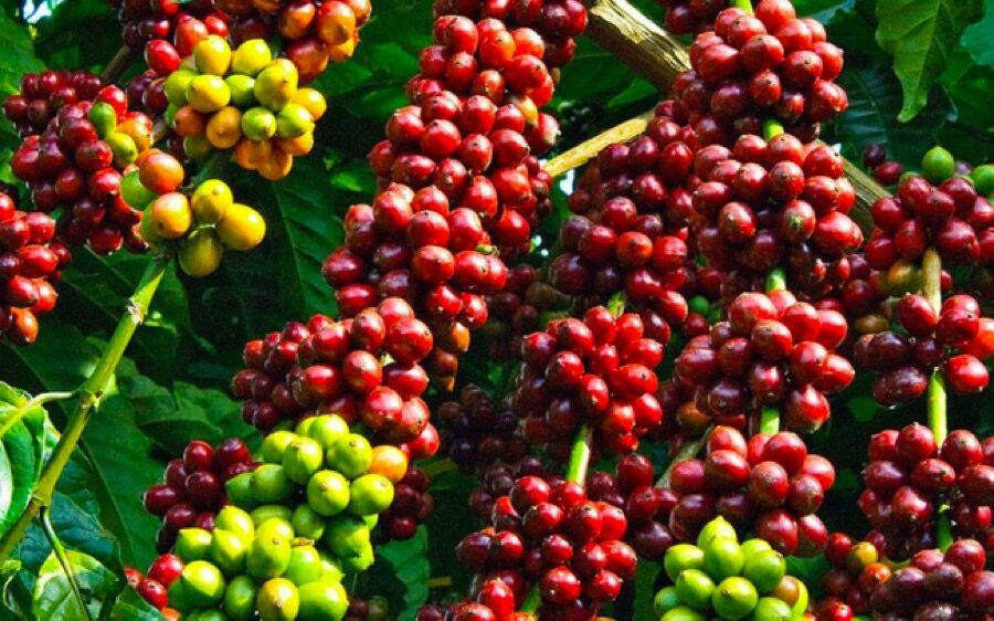Việt Nam cung cấp tới hơn 90% cà phê cho thị trường Thái Lan