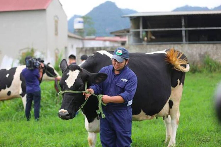 Muốn gián tiếp sở hữu Sữa Mộc Châu, Vinamilk dự chi hơn 1.500 tỷ chào mua công khai cổ phần GTNFoods