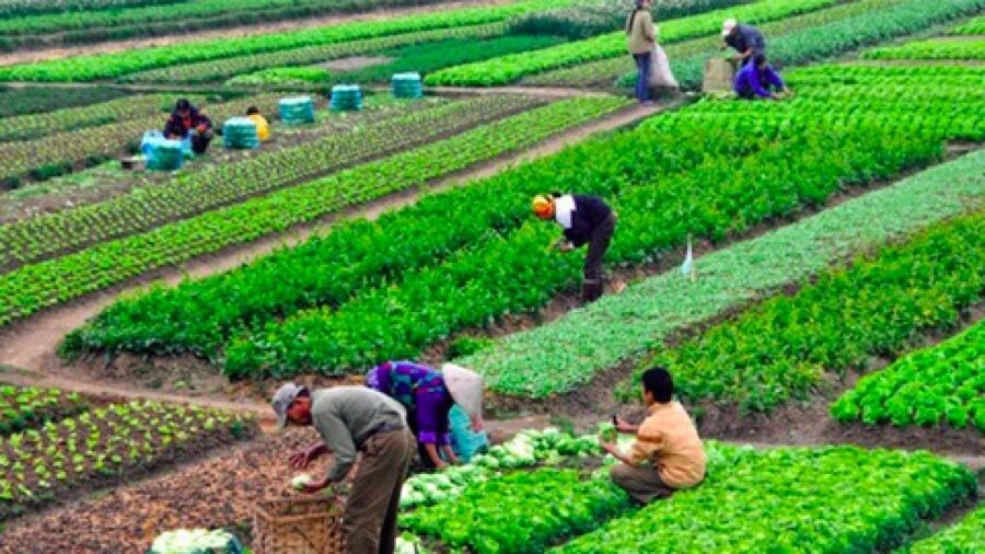 Việt Nam phấn đấu Top 15 về nông nghiệp hữu cơ vào năm 2030
