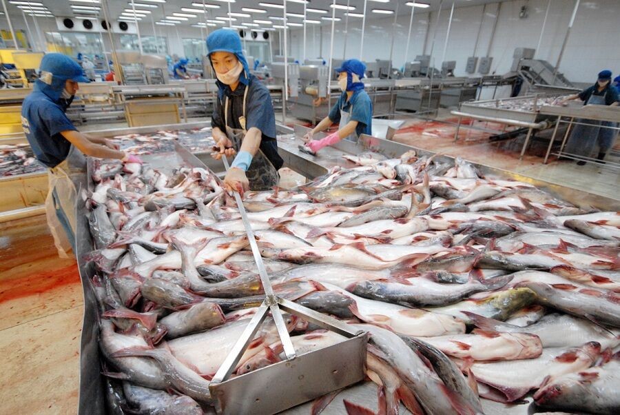 90% cá tra bán tại Mỹ được nhập khẩu từ Việt Nam