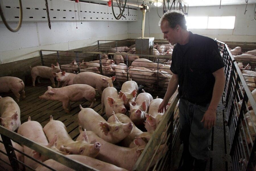 Bộ Nông nghiệp Mỹ: Thịt lợn ở Mỹ cũng đang dư thừa
