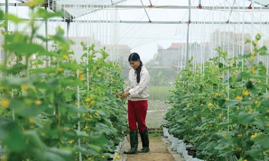 Hà Nội: Phê duyệt Kế hoạch cơ cấu lại ngành nông nghiệp giai đoạn 2019-2020