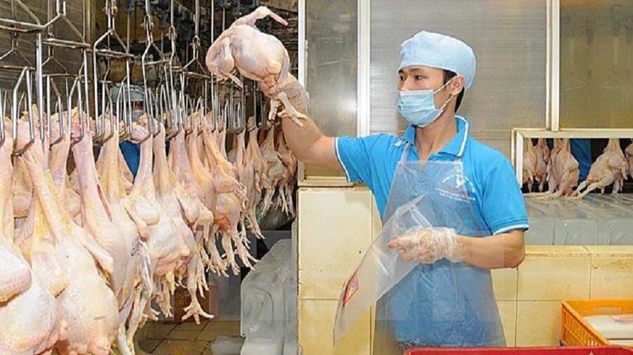 Bộ Tài chính dự kiến giảm thuế nhập khẩu thịt gà xuống còn 18%